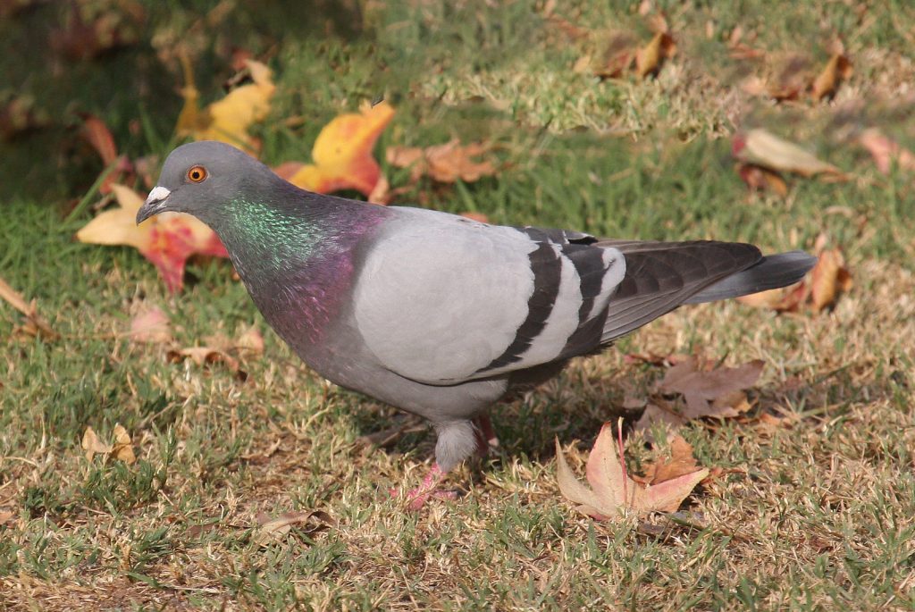 Rock Pigeon at Papillion, Sarpy Co 21 Nov 2008 by Phil Swanson