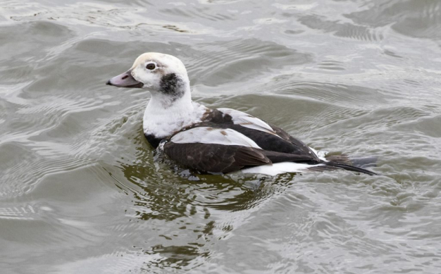 Long-tailed Duck at Carter Lake, Douglas Co, on 20 Nov 2017 by Phil Swanson