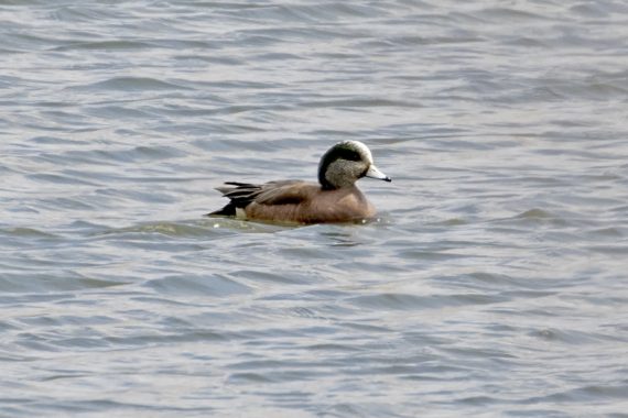 American Wigeon at Retriever Marsh, Sarpy Co, 30 March 2018 by Phil Swanson