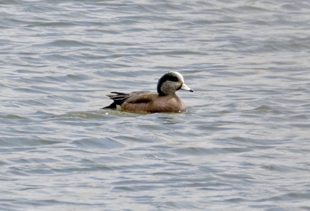 American Wigeon at Retriever Marsh, Sarpy Co, 30 March 2018 by Phil Swanson