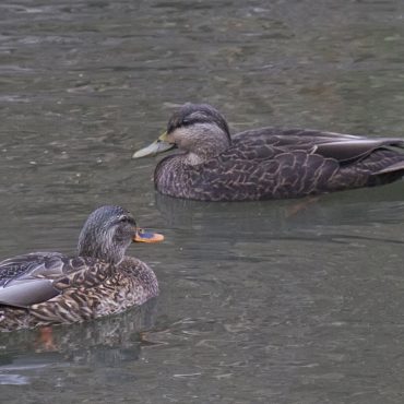 American Black Duck with female Mallard at Fontenelle Forest, Sarpy Co, 20 Nov 2013 by Phil Swanson