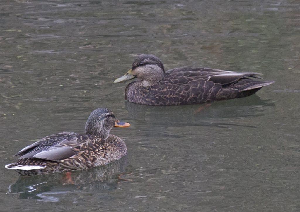 American Black Duck with female Mallard at Fontenelle Forest, Sarpy Co, 20 Nov 2013 by Phil Swanson