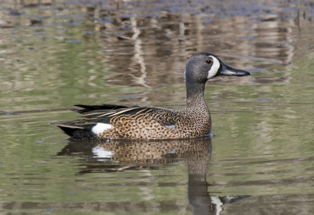 Blue-winged Teal at Fontenelle Forest, Sarpy Co, 17 Apr 2015 by Phil Swanson