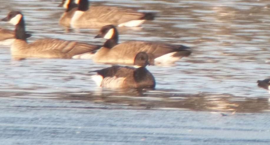 BRANT - Birds of Nebraska - Online