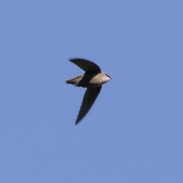 Chimney Swift at Fontenelle Forest, Sarpy Co, on 4 May 2008 by Phil Swanson