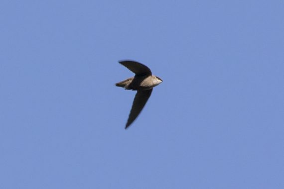 Chimney Swift at Fontenelle Forest, Sarpy Co, on 4 May 2008 by Phil Swanson