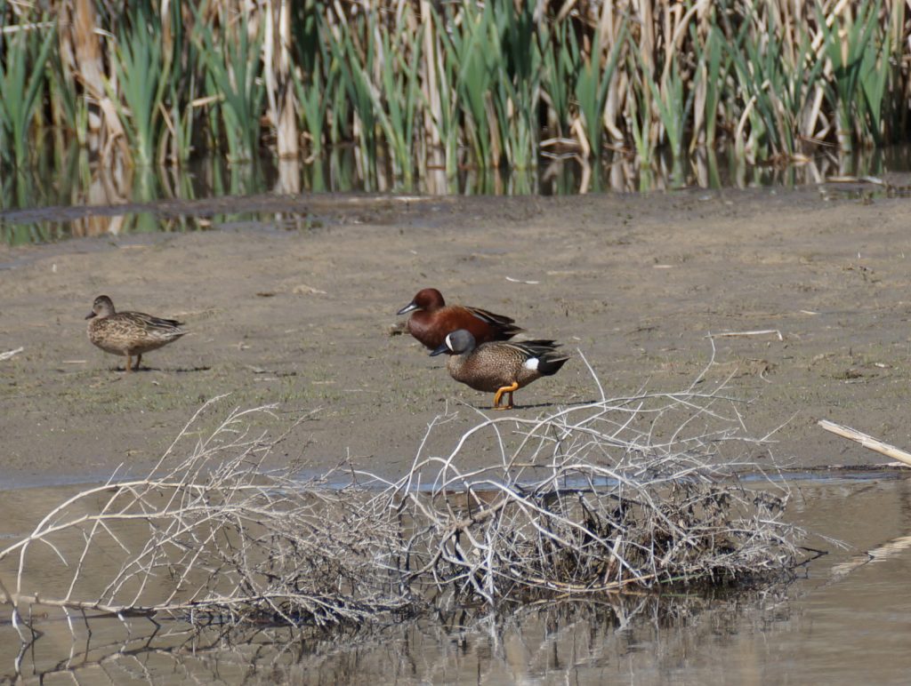 Cinnamon Teal with Blue-winged Teal at Rock Creek SRA, Dundy Co 2 May 2015 by Joel G. Jorgensen
