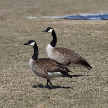 Canada Geese at Memphis Lake SRA 7 Apr 2018 by Joel G. Jorgensen
