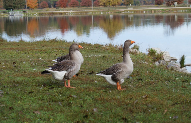 Graylag Geese at Crystal Springs Park, Jefferson Co 18 Oct 2018 by Joel G. Jorgensen
