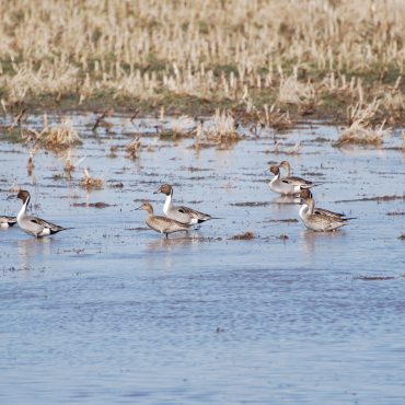 Northern Pintails in Phelps Co March 2008 by Joel G. Jorgensen