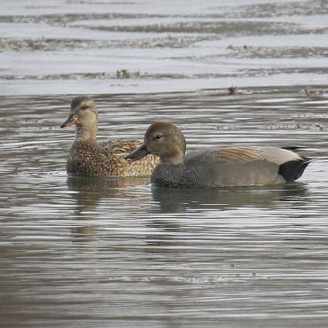 Gadwall pair at Fontenelle Forest, Sarpy Co, 6 Mar 2009 by Phil Swanson
