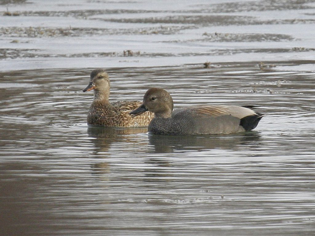 Gadwall pair at Fontenelle Forest, Sarpy Co, 6 Mar 2009 by Phil Swanson