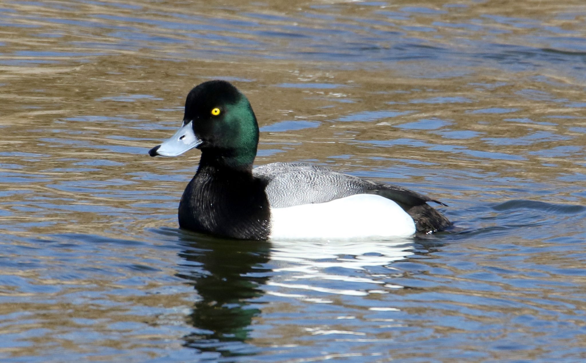 Greater Scaup in the Central Nebraska Public Power and Irrigation District canal downstream of Lake Ogallala, Keith Co, on 24 Mar 2018 by Boni Edwards