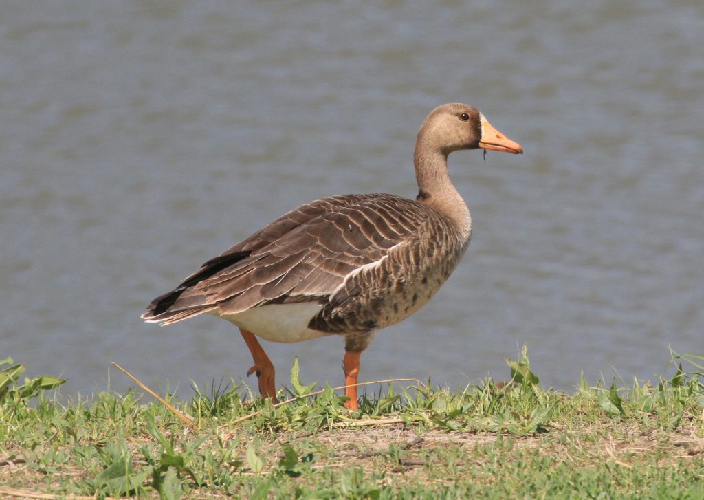 Greater White-fronted Goose near Wood River, Hall County, on 6 April 2012