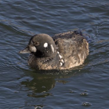 Harlequin Duck at Summit Lake State Recreation Area, Burt Co, on 2 Jan 2018 by Phil Swanson