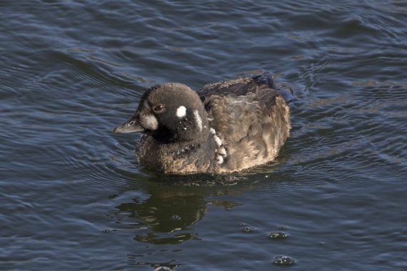 Harlequin Duck at Summit Lake State Recreation Area, Burt Co, on 2 Jan 2018 by Phil Swanson