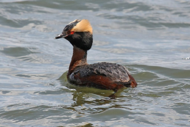 Horned Grebe at Wehrspann Lake, Sarpy Co, on 28 Apr 2008 by Phil Swanson