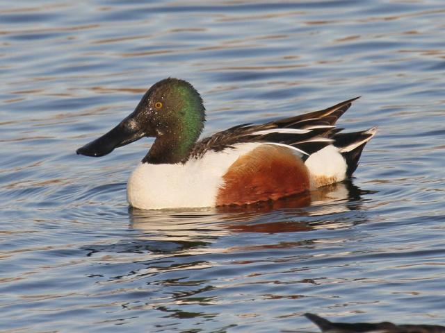Northern Shoveler at Fontenelle Forest, Sarpy Co, on 6 Apr 2011 by Phil Swanson