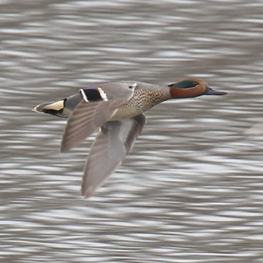 Green-winged Teal at Fontenelle Forest, Sarpy Co, on 22 Mar 2011 by Phil Swanson