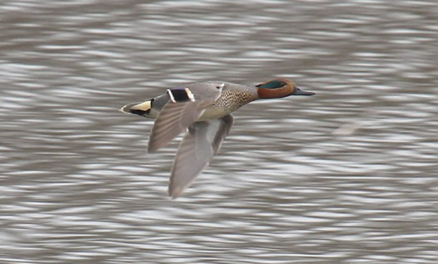  Green-winged Teal at Fontenelle Forest, Sarpy Co, on 22 Mar 2011 by Phil Swanson