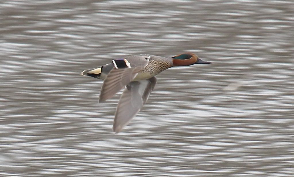  Green-winged Teal at Fontenelle Forest, Sarpy Co, on 22 Mar 2011 by Phil Swanson
