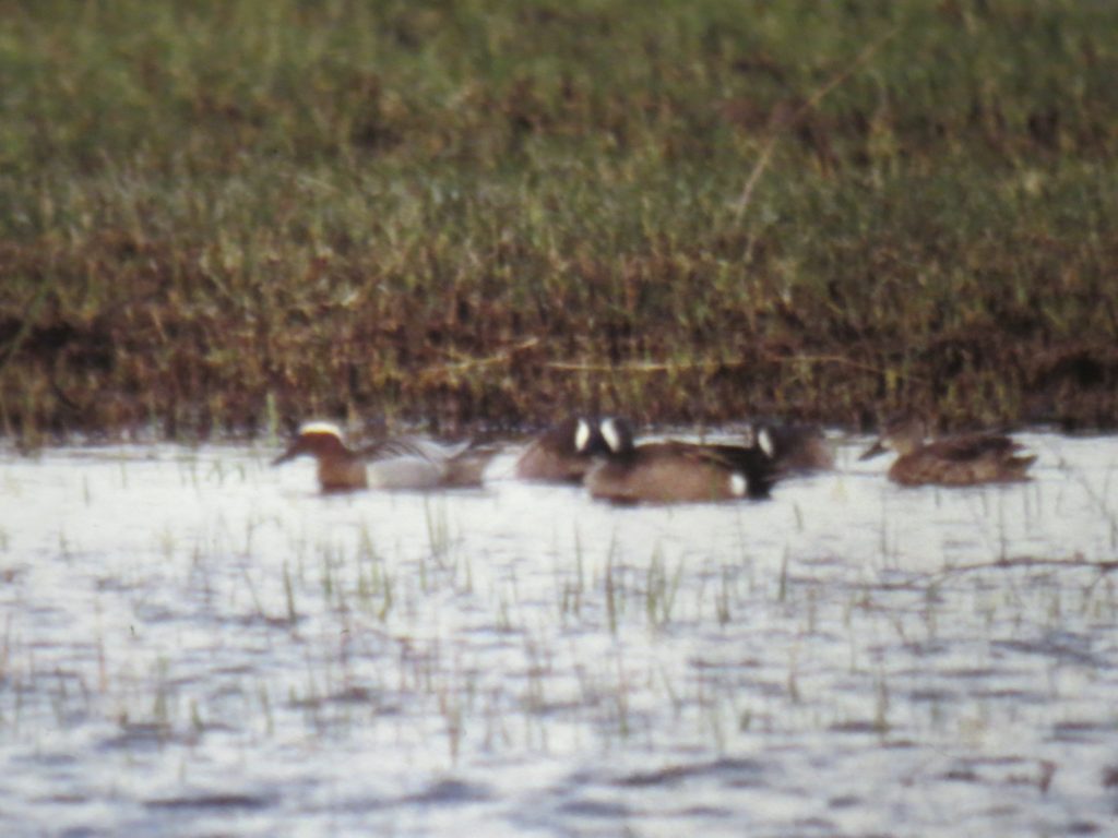 Garganey (left) with Blue-winged Teal at Wild Rose Ranch, Hall Co 4 Apr 1998 by Joel G. Jorgensen
