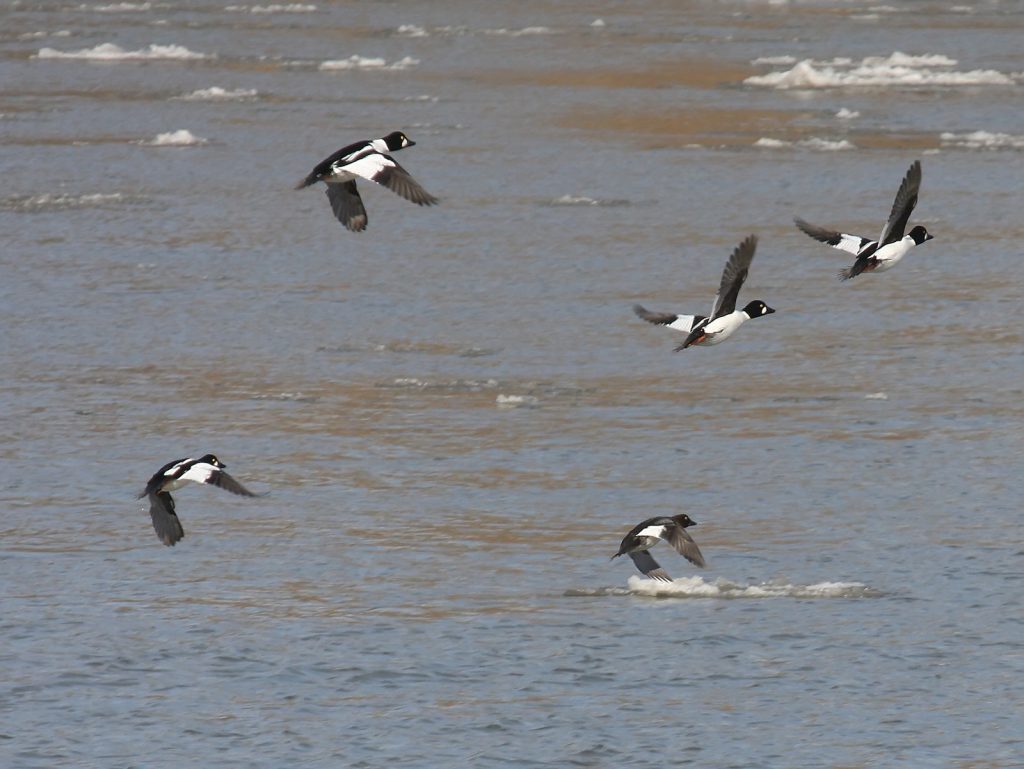 Common Goldeneyes flying over the Missouri River at Fontenelle Forest, Sarpy Co, 2 Jan 2009 by Phil Swanson