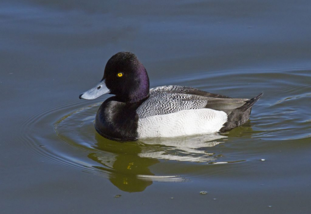 Lesser Scaup at Fontenelle Forest, Sarpy Co, on 22 Mar 2011 by Phil Swanson