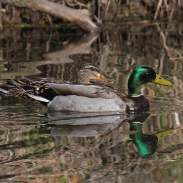 Mallards at Fontenelle Forest, Sarpy Co, 22 Apr 2009 by Phil Swanson