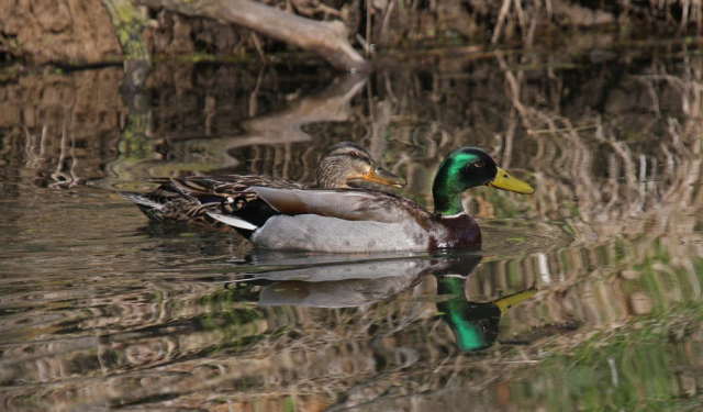 Mallards at Fontenelle Forest, Sarpy Co, 22 Apr 2009 by Phil Swanson