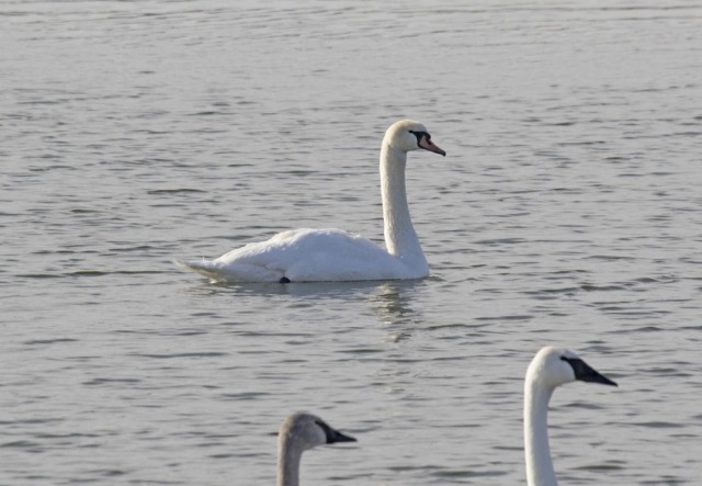 Mute Swan with Trumpeter Swans at Carter Lake, Douglas Co, 11 Nov 2016 by Phil Swanson
