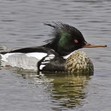 Red-breasted Merganser at Base Lake, Sarpy Co, on 5 Apr 2014 by Phil Swanson.