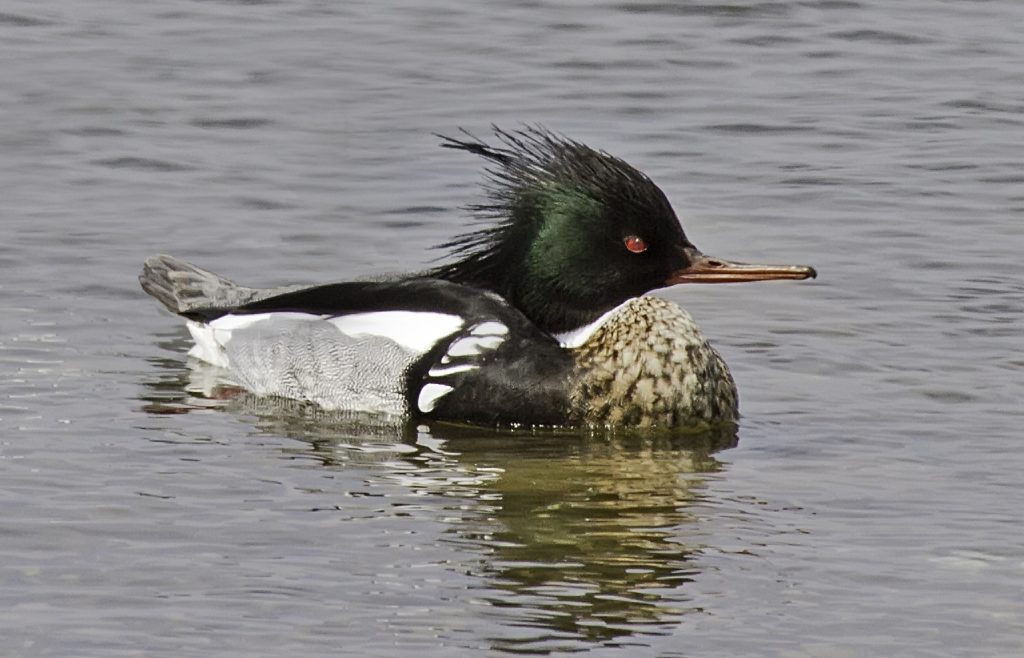 Red-breasted Merganser at Base Lake, Sarpy Co, on 5 Apr 2014 by Phil Swanson.