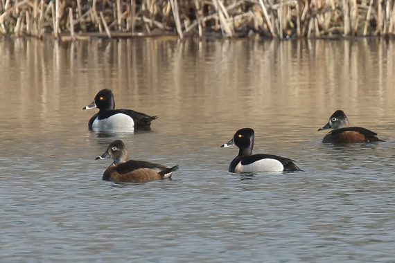 Ring-necked Ducks at Fontenelle Forest, Sarpy Co, on 29 Mar 2009 by Phil Swanson