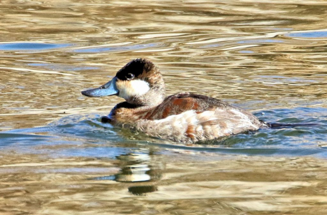 Ruddy Duck in the Central Nebraska Public Power and Irrigation Canal below Lake Ogallala, Keith Co, 24 Mar 2018 by Boni Edwards