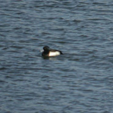 Tufted Duck at Lake Ogallala, Keith Co 14 Jan 2004 by Marshall Iliff