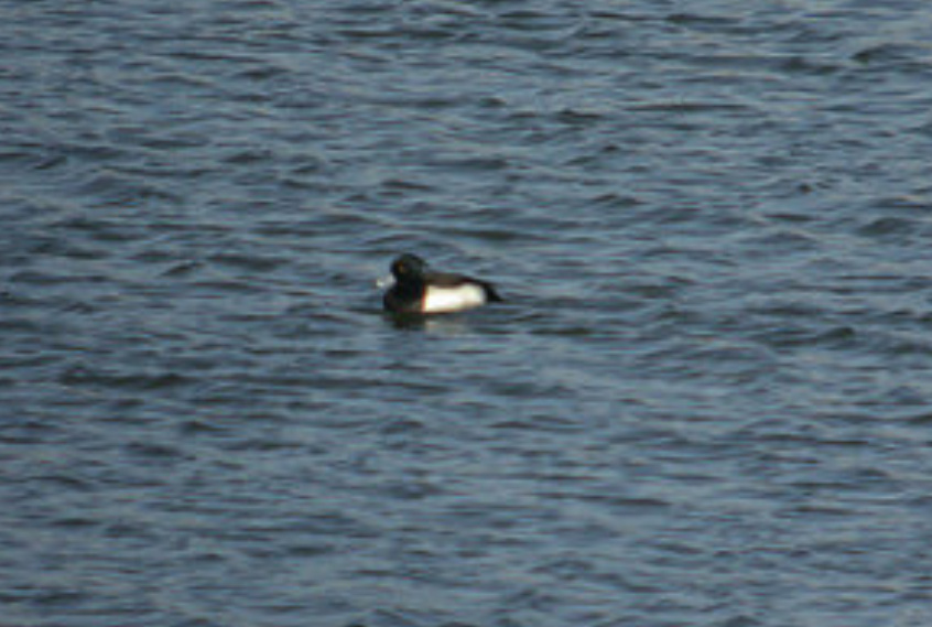 Tufted Duck at Lake Ogallala, Keith Co 14 Jan 2004 by Marshall Iliff