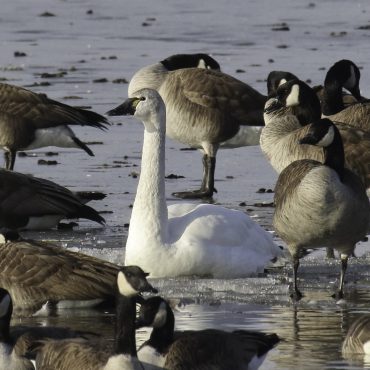 Tundra Swan with Canada Geese at Carter Lake, Douglas Co, 30 Jan 2015 by Phil Swanson