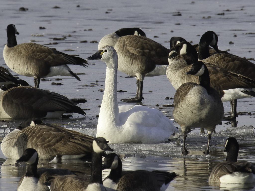 Tundra Swan with Canada Geese at Carter Lake, Douglas Co, 30 Jan 2015 by Phil Swanson