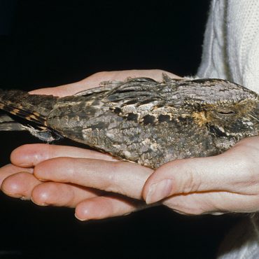 Eastern Whip-poor-will in Omaha, Douglas Co, 22 Apr 1983 by Phil Swanson. The bird struck a window and was temporarily stunned.
