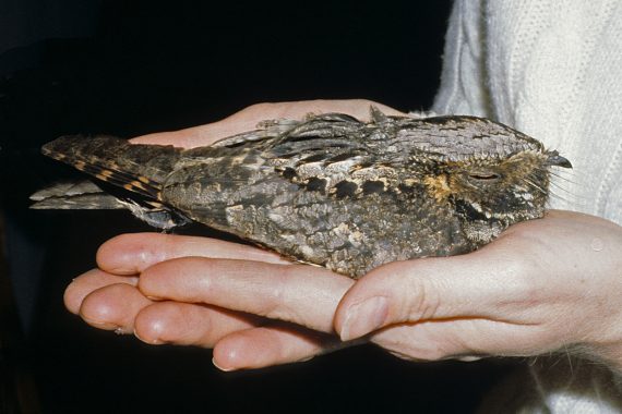 Eastern Whip-poor-will in Omaha, Douglas Co, 22 Apr 1983 by Phil Swanson. The bird struck a window and was temporarily stunned.