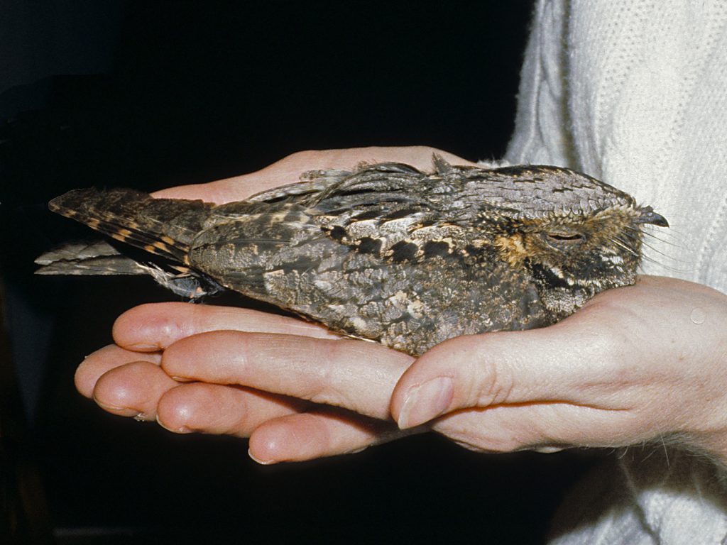 Eastern Whip-poor-will in Omaha, Douglas Co, 22 Apr 1983 by Phil Swanson.  The bird struck a window and was temporarily stunned.