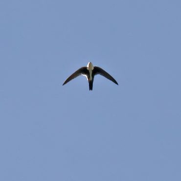 White-throated Swift at Scottsbluff National Monument, Scotts Bluff Co, 24 May 2010 by Phil Swanson