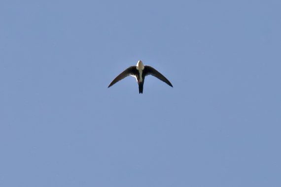 White-throated Swift at Scottsbluff National Monument, Scotts Bluff Co, 24 May 2010 by Phil Swanson