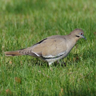 White-winged Dove at North Platte, Lincoln Co 29 Mar 2018 by Joel G. Jorgensen