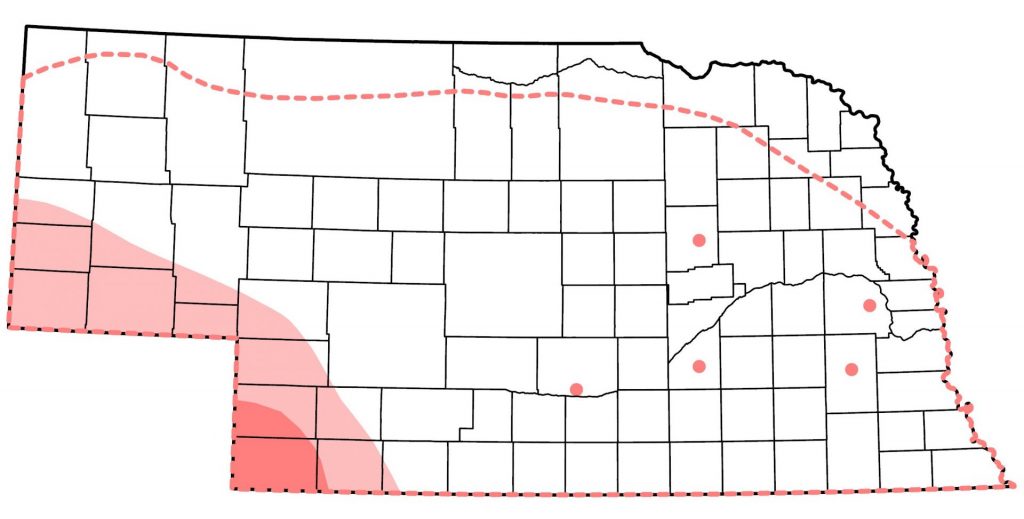 White-winged Dove range map