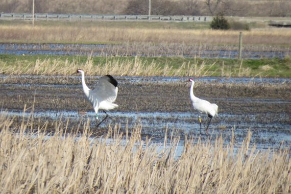 Whooping Cranes at Wilkinson WMA, Platte Co, 2 April 2016 by Lauren R. Dinan