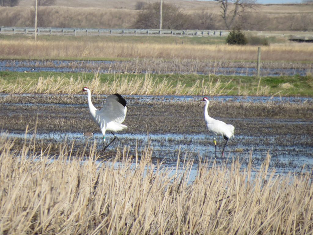 Whooping Cranes at Wilkinson WMA, Platte Co, 2 April 2016 by Lauren R. Dinan