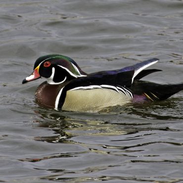 Wood Duck at Fontenelle Forest, Sarpy Co, 3 Apr 2009 by Phil Swanson