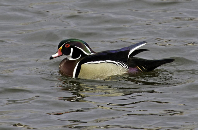 Wood Duck at Fontenelle Forest, Sarpy Co, 3 Apr 2009 by Phil Swanson